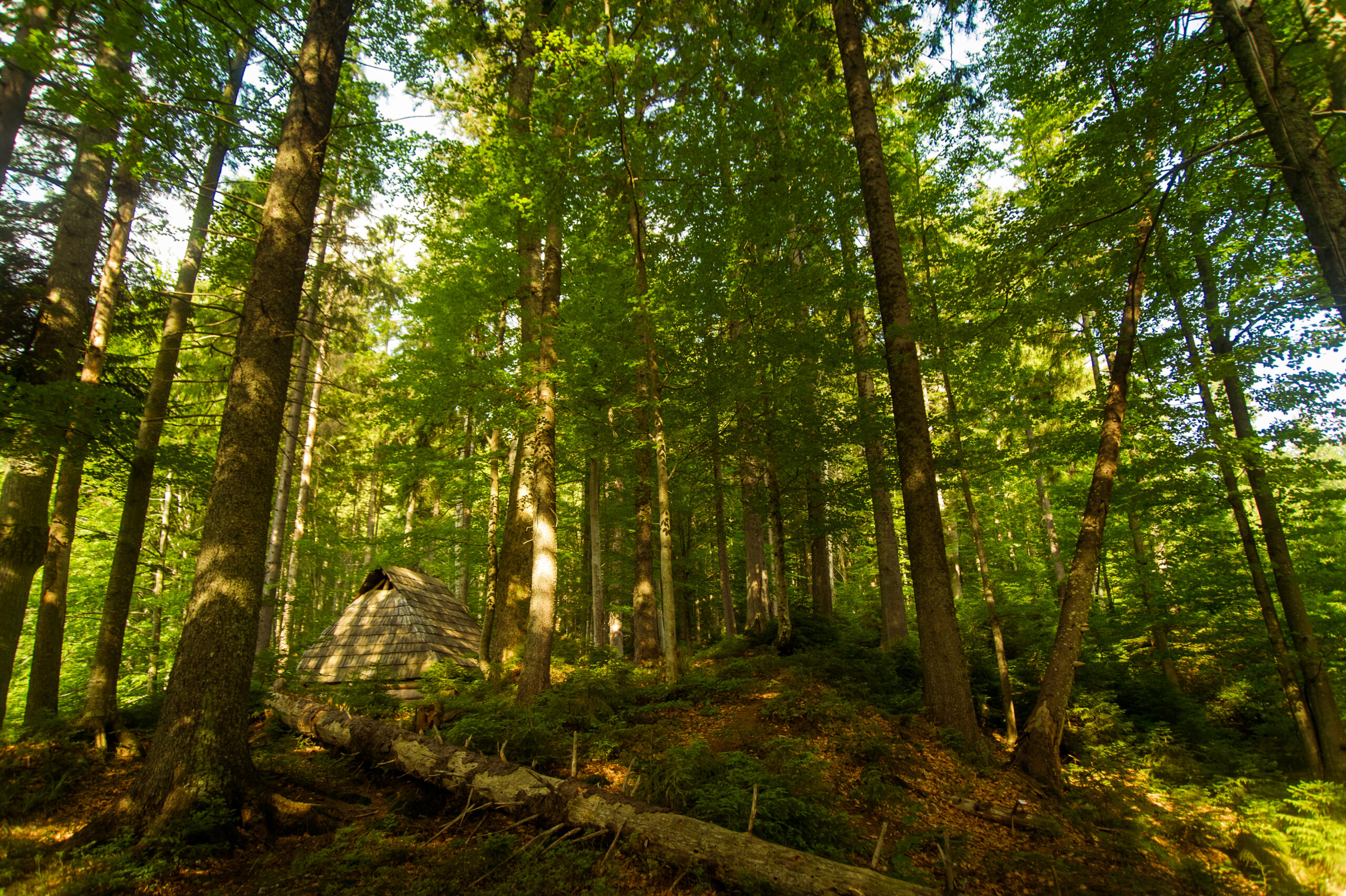 La Forêt : Un continum essentiel entre l'urbain et le rural