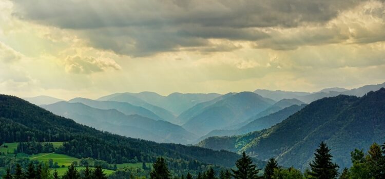 Lancement du Fonds de Dotation “Mon Arbre, Ma Forêt, Ma Planète”